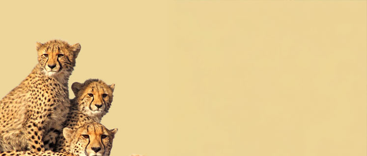 Reintroduction of Cheetah